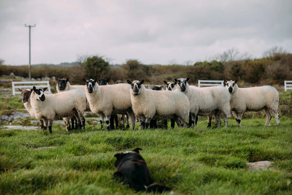 Sheepdog demonstration