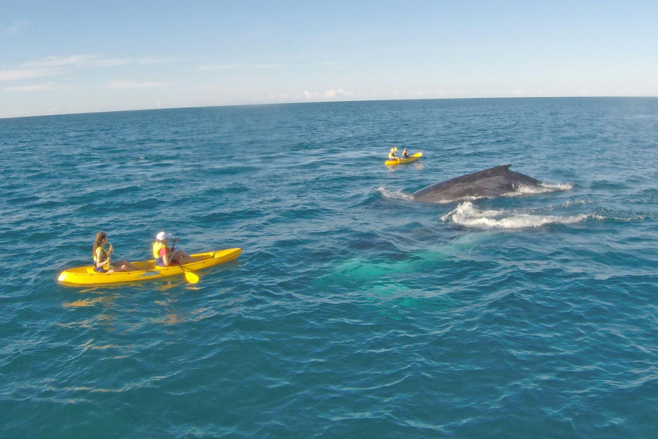 ダブル・アイランド・ポイントでホエール・オン・カヤックツアー