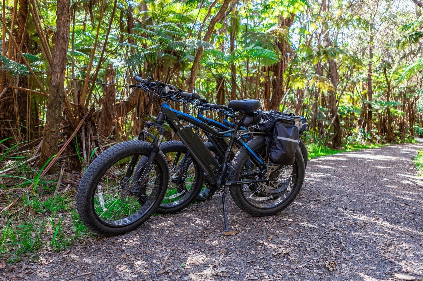 Duas bicicletas estacionadas com pneus gordos e alforges num trilho florestal rodeado de fetos altos e verdes e de luz solar salpicada.