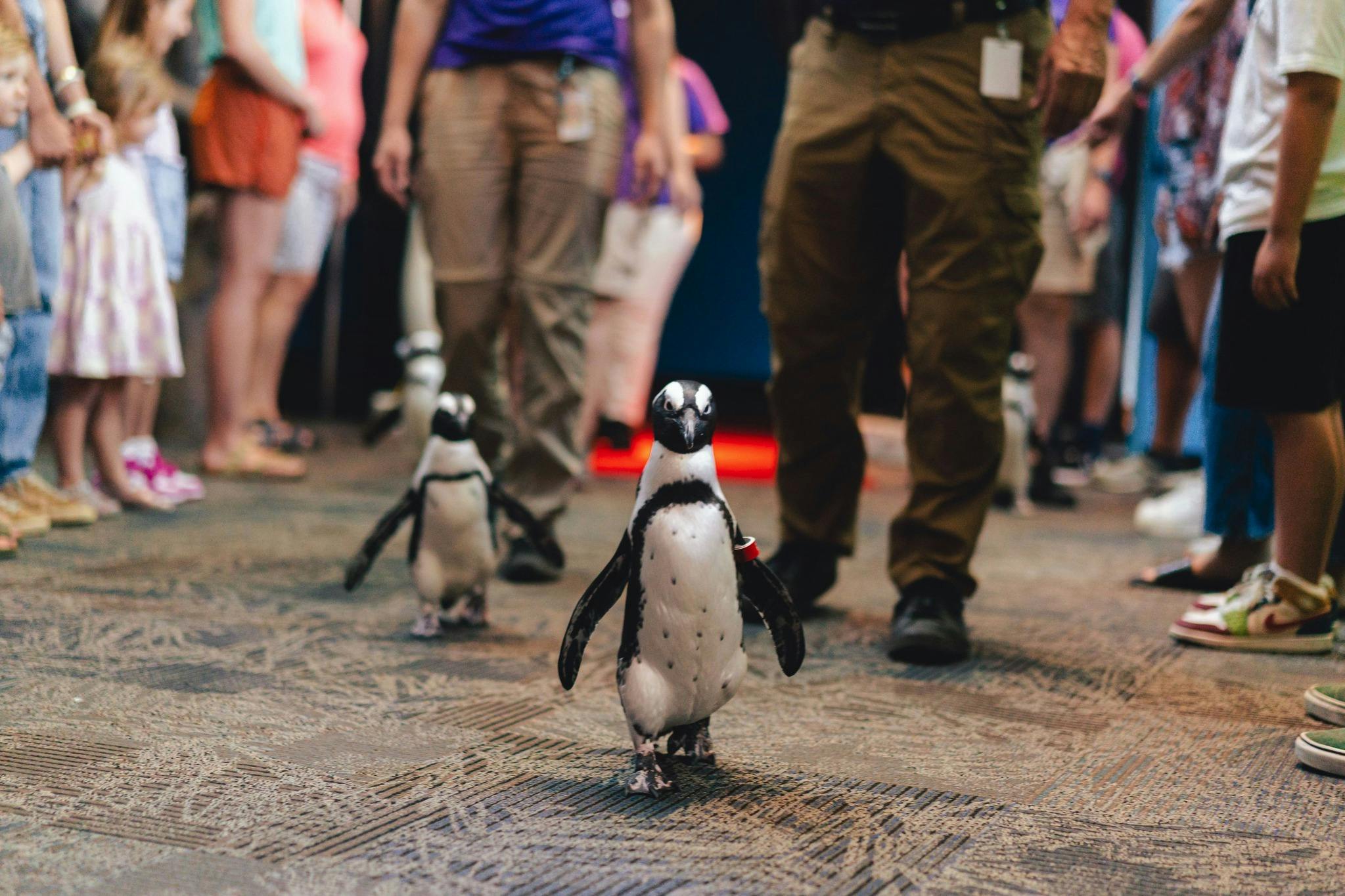 Ripley 's Aquarium of the Smokies