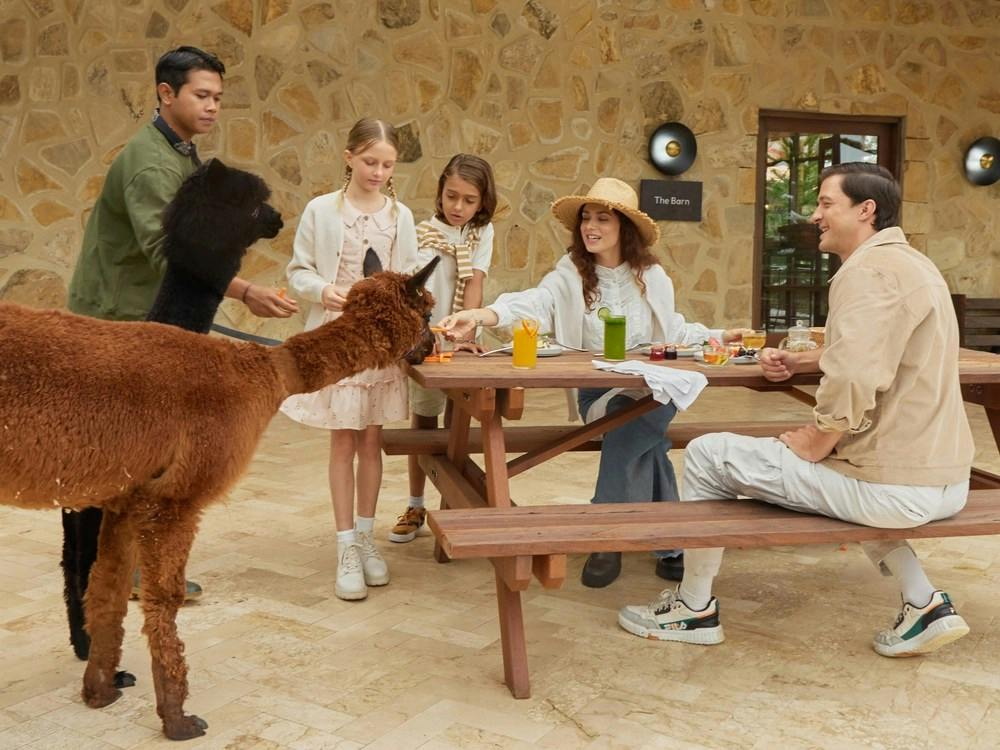 A group of people interacts with alpacas near an outdoor picnic table, with food and drinks on the table.