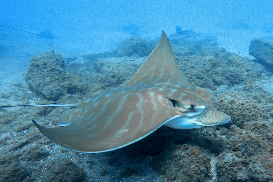 RAY