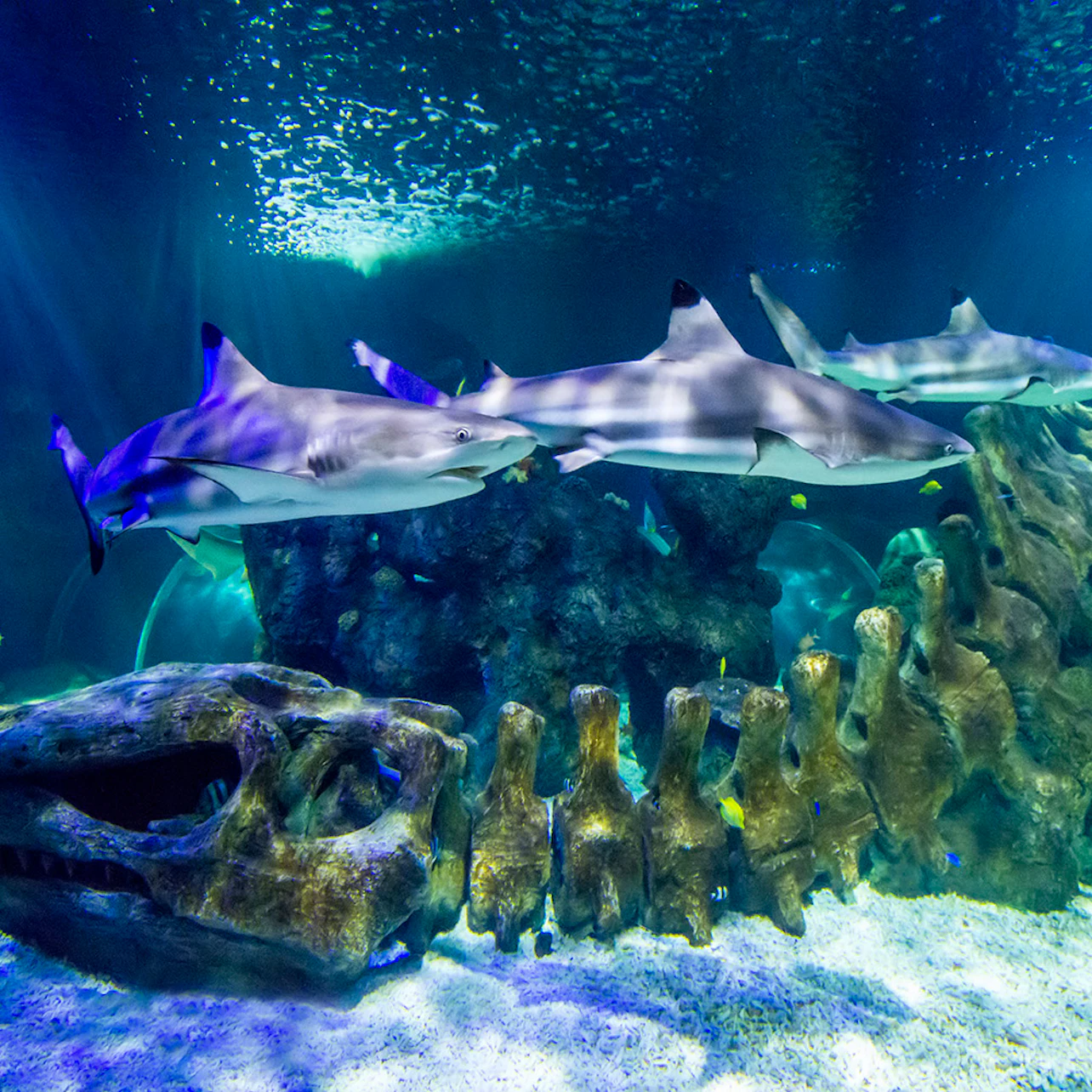 OCEAN TANK
