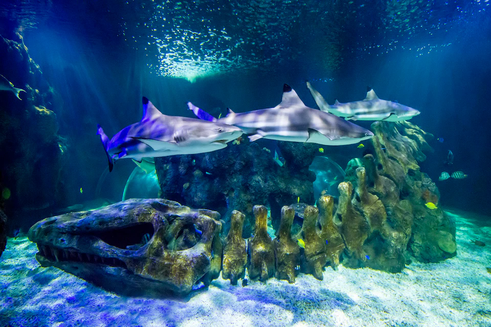 OCEAN TANK