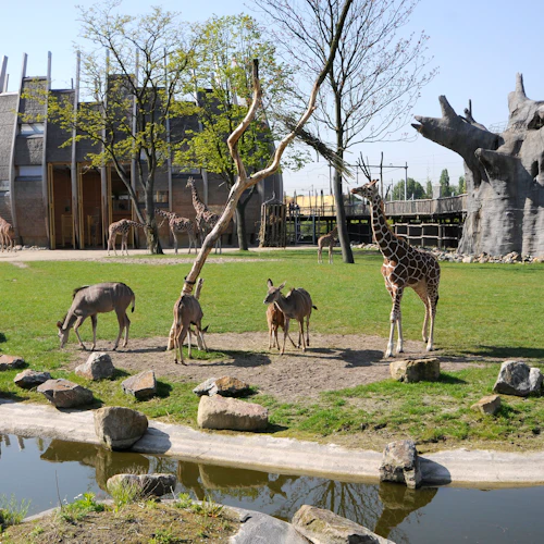 Jardim Zoológico de Bijdorp Roterdão: bilhete sem filas - Photo 4