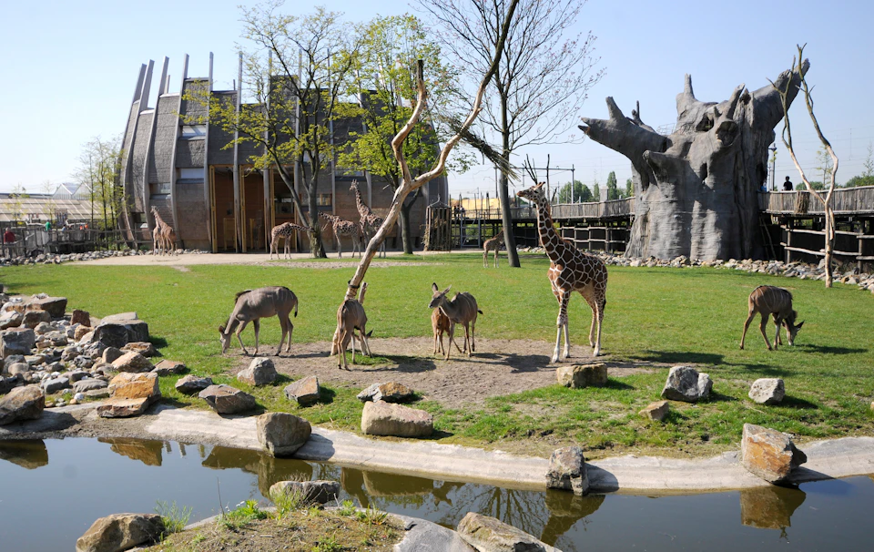 A zoo enclosure with giraffes and antelopes grazing, surrounded by trees, rocks, and a pond. Wooden building in the background.