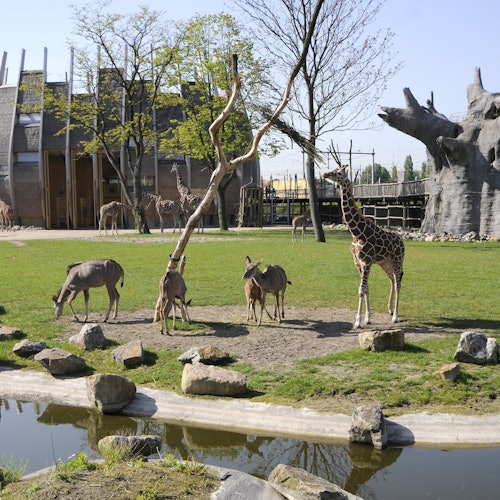El Zoo de Róterdam (Diergaarde Blijdorp): Sin colas