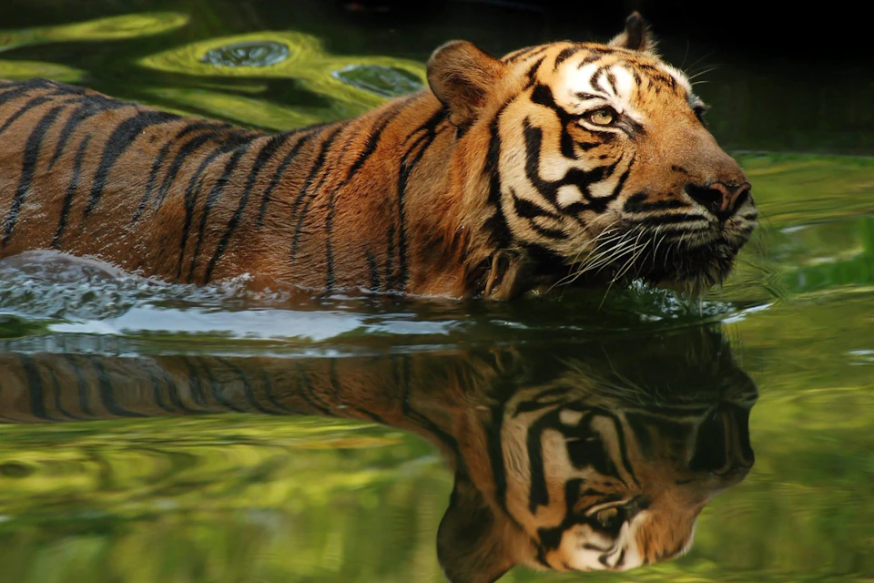 A tiger wades through water, its reflection visible on the surface.