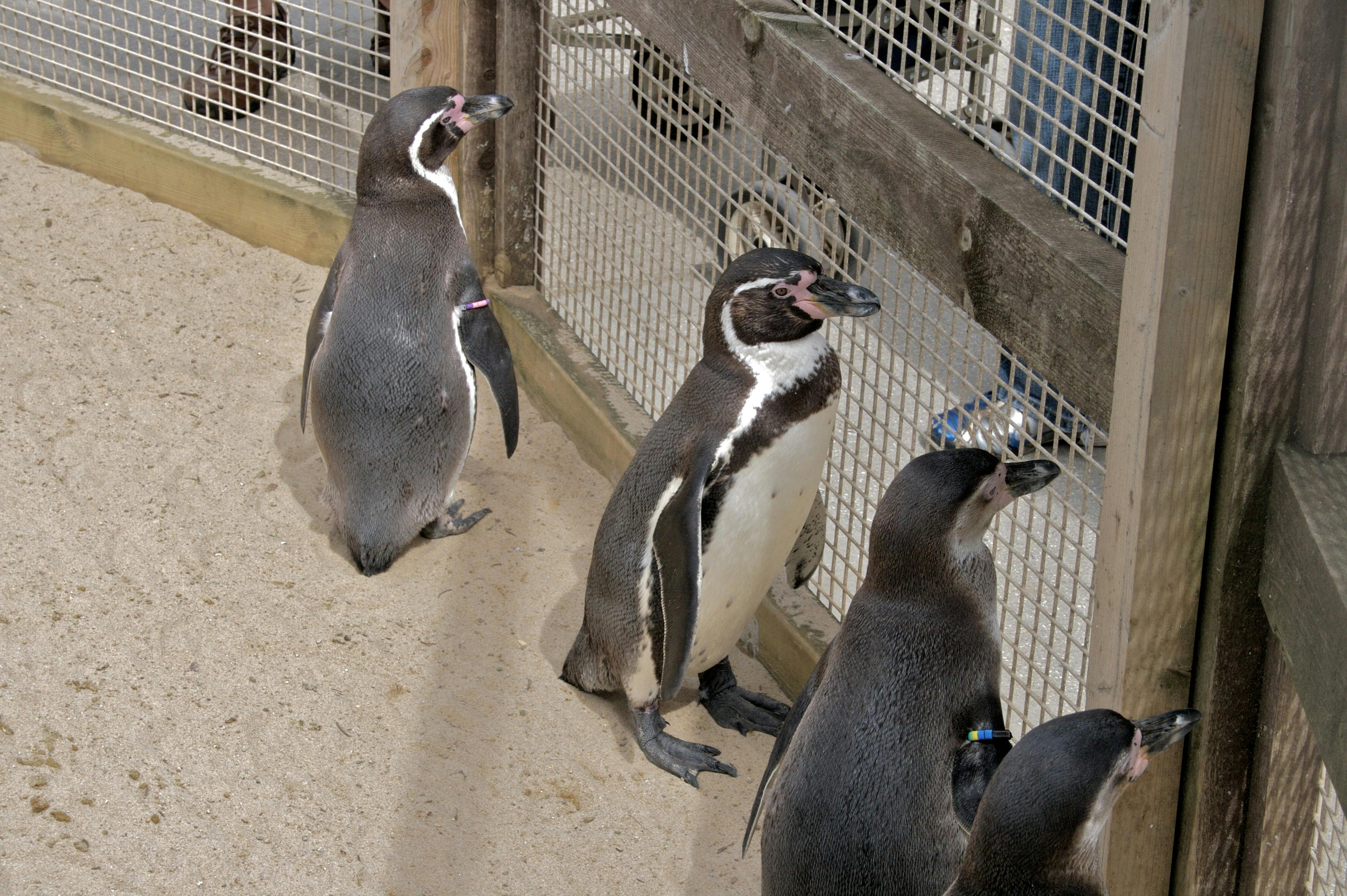 Trzy pingwiny stoją i spacerują po piaszczystej ziemi w pobliżu ogrodzenia z siatki drucianej, z kolorowymi paskami identyfikacyjnymi na płetwach.