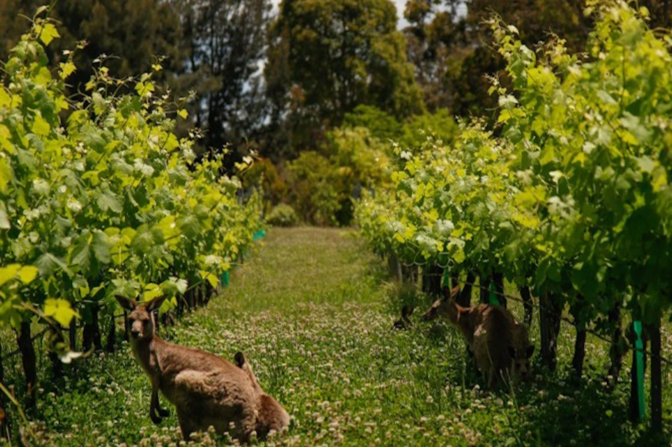 Wild kangaroos lazing about in the vines