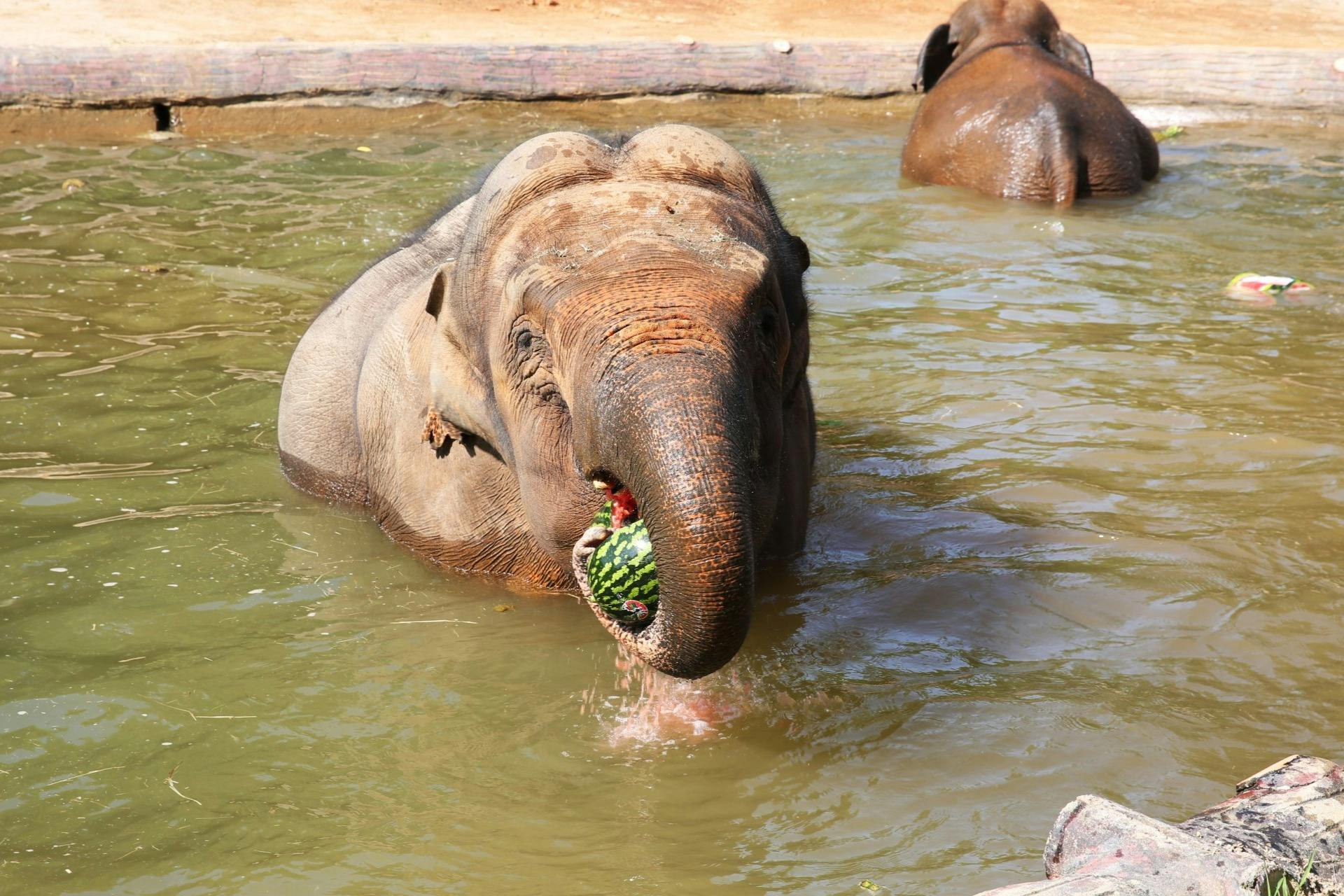 Un elefante in piedi nell'acqua bassa che tiene un'anguria con la proboscide. Un altro elefante è sullo sfondo.