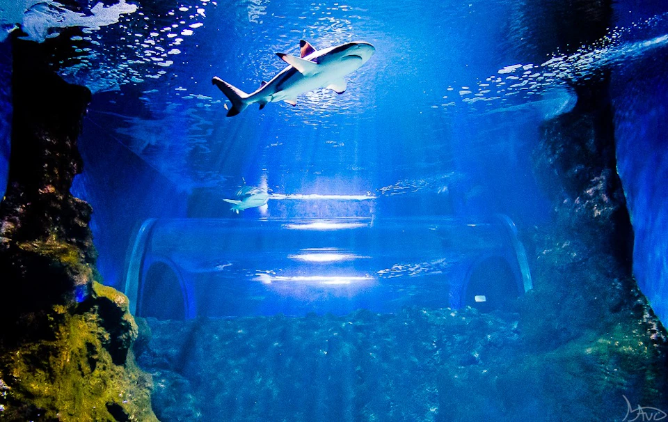 Two sharks swim above an underwater tunnel in a large, brightly lit aquarium with blue water and rock formations.