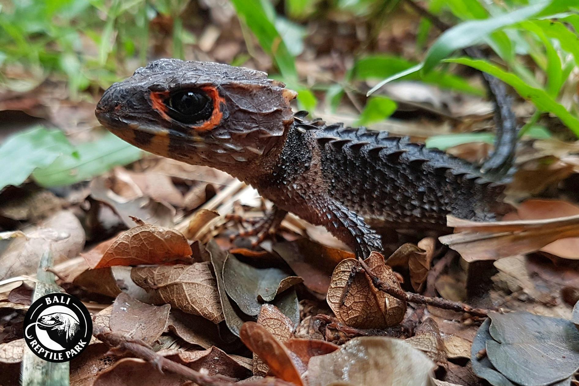 巴厘岛爬行动物园门票