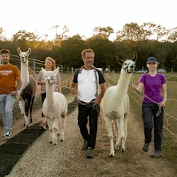 Gandalf and Glorfindel Alpacas and Sam and Tolkien Llamas