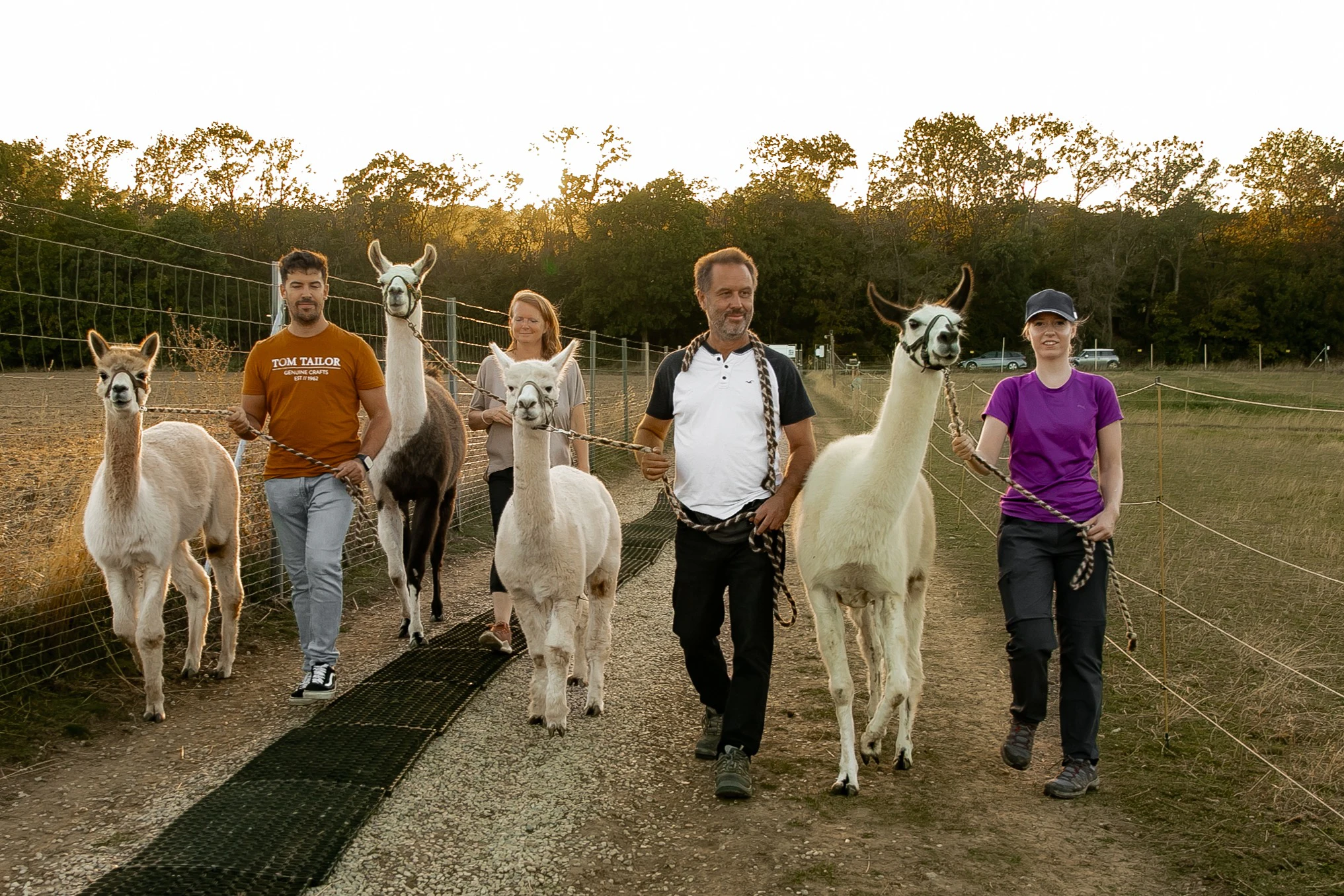 Mödling Vienna: Alpaca & Llama Hiking Tour