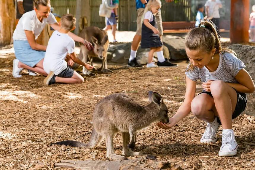 People feeding kangaroos in an outdoor enclosure with wood chips on the ground and a fence in the background.