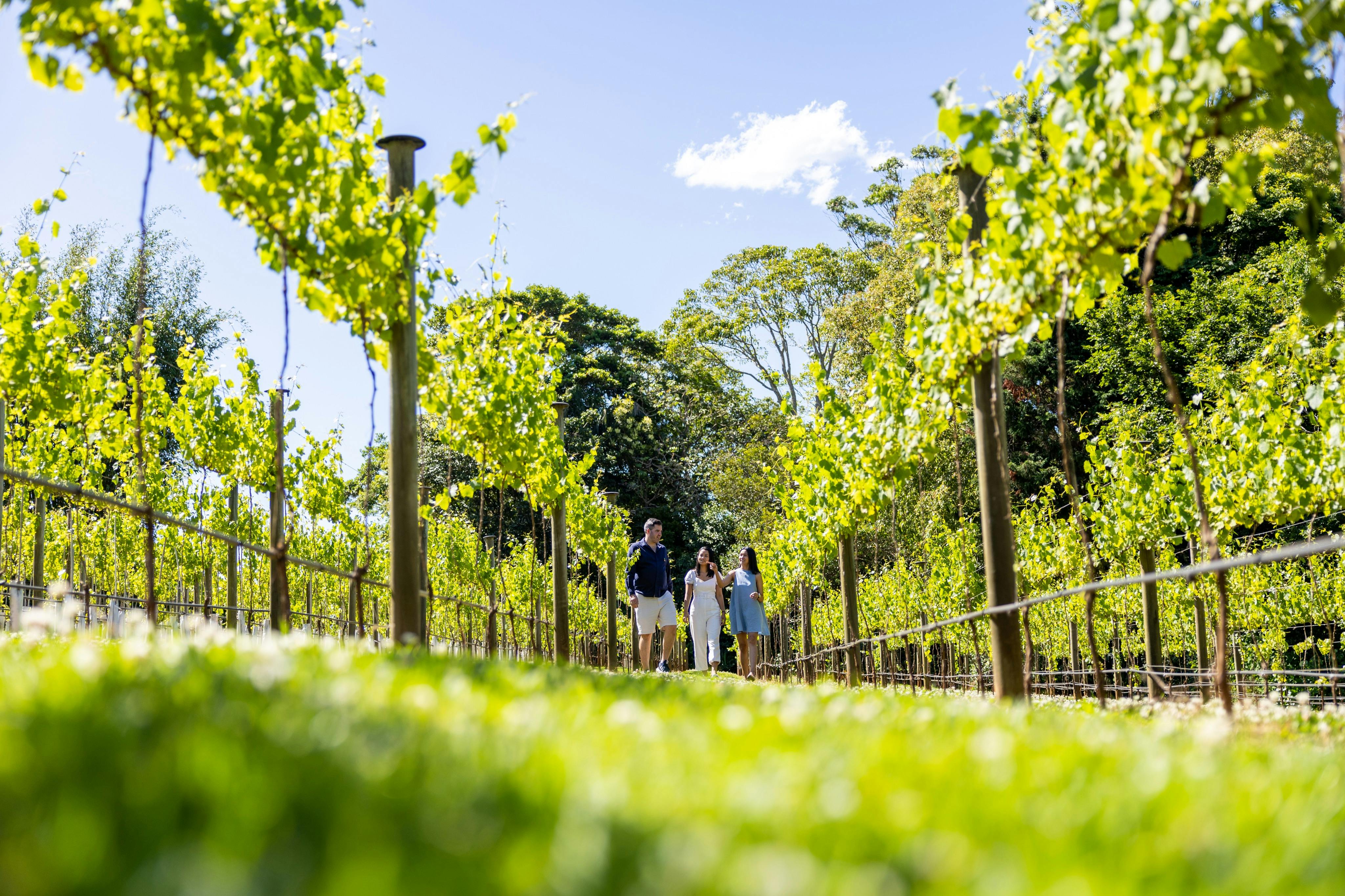 Provedení hostů po vinici