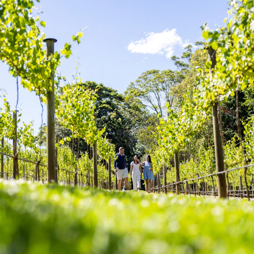Gold Coast: Mount Tamborine Winery Tour with Gourmet Lunch - Photo 5