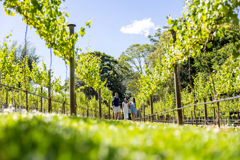 Guide walking guests through the vineyard