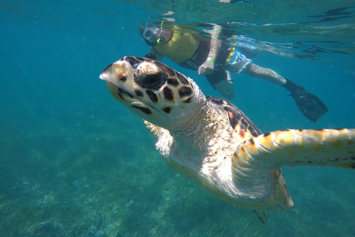 칸쿤 고시티: 올인클루시브 패스