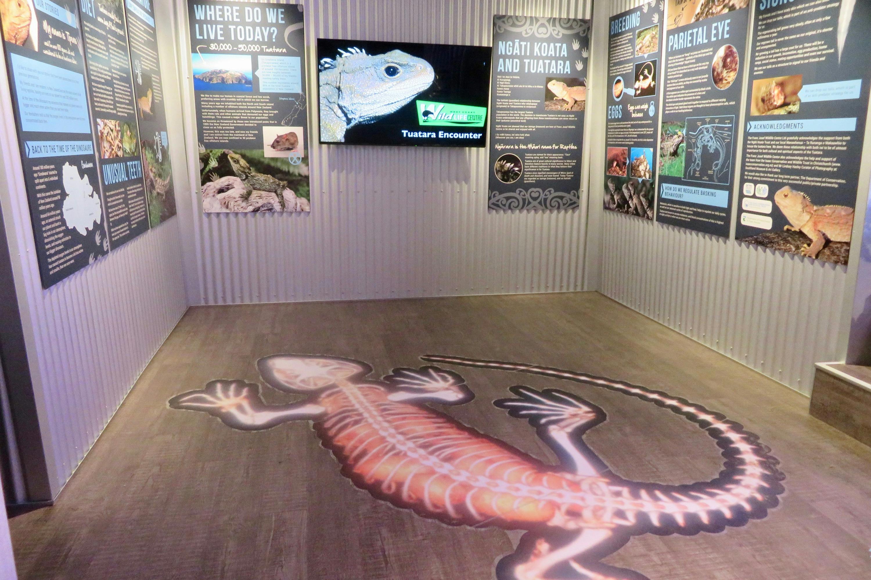 Exhibit room with informational panels about tuataras and a large tuatara illustration on the floor.