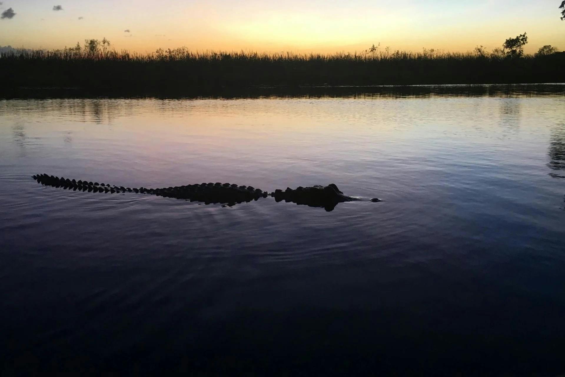 Miami Everglades National Park Night Tour with Airboat Ride