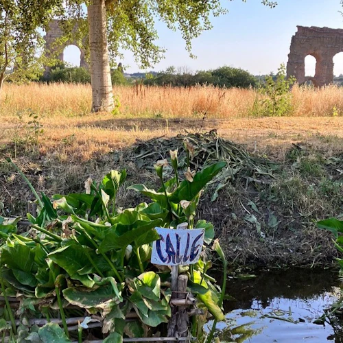 Caminhada urbana até o antigo Parco Degli Acquedotti - Photo 4