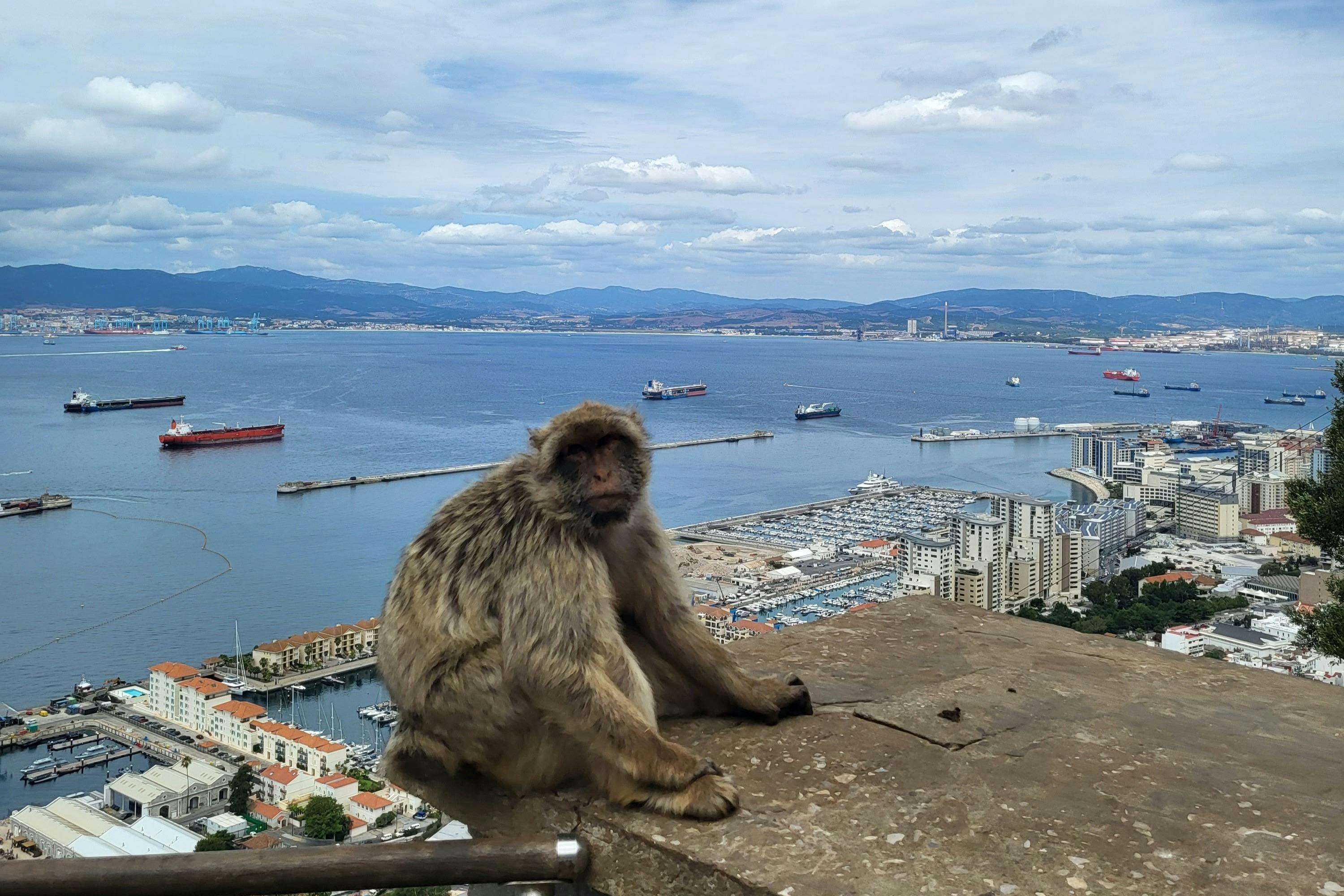 Macaque on Mount Gibraltar