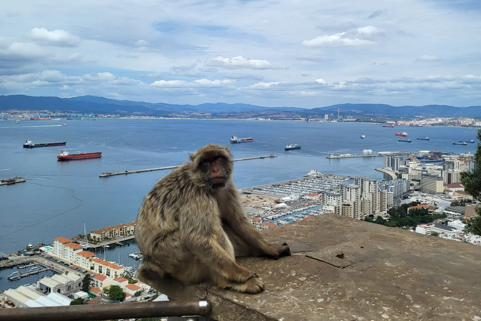 Macaque on Mount Gibraltar
