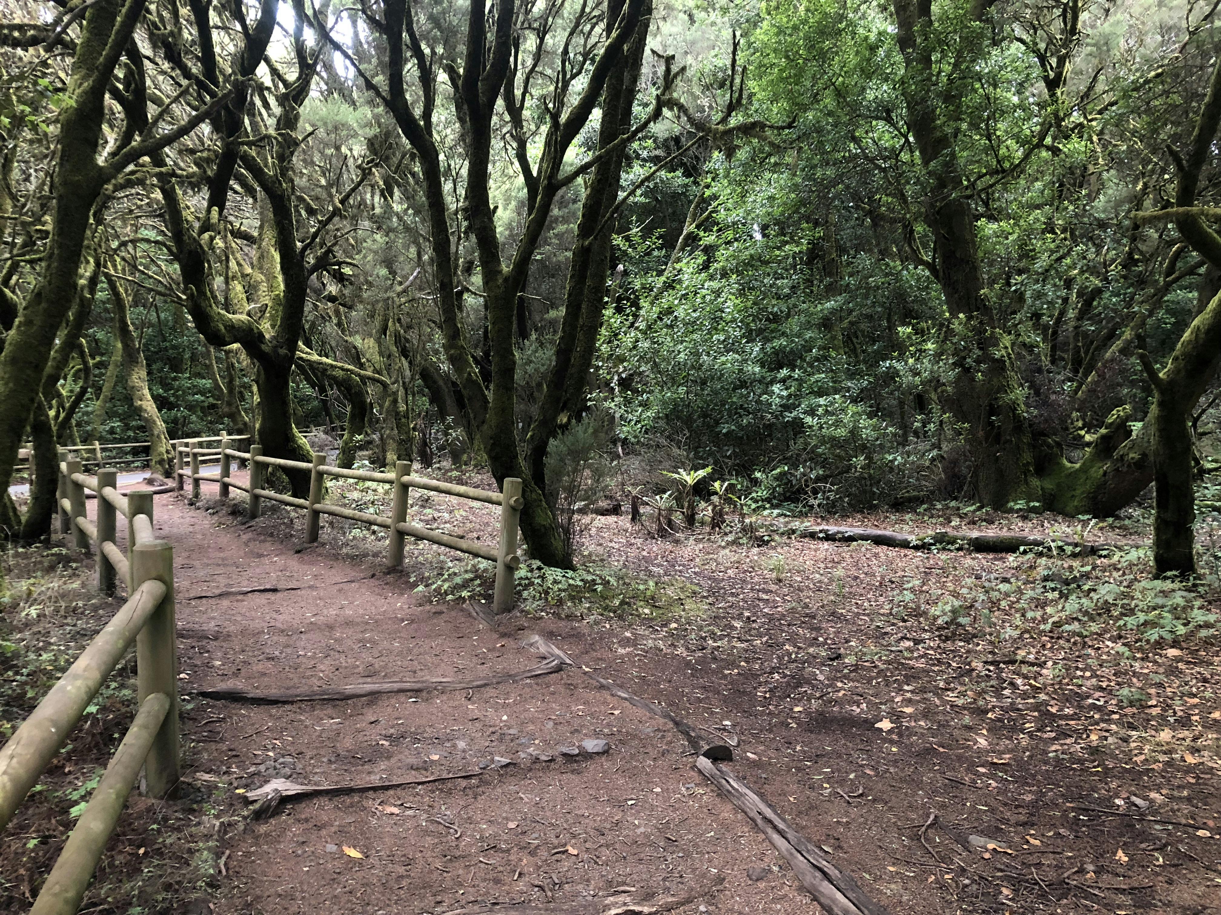 ガラホナイ国立公園のチケットーサン セバスティアン デ ラ ゴメラ Tiqets Com