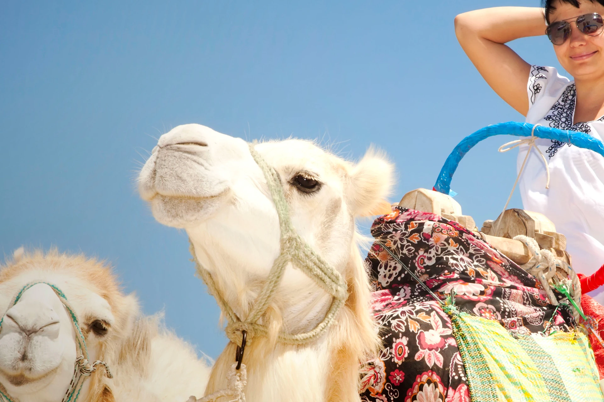 A person wearing sunglasses and a white shirt rides a decorated camel in a desert with a clear blue sky. Another camel is nearby.