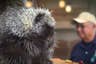 Live-Tierbegegnungen bringen Besucher mit den Botschaftern der Adirondack-Tiere auf Tuchfühlung
