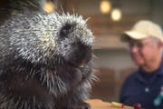 Live-Tierbegegnungen bringen Besucher mit den Botschaftern der Adirondack-Tiere auf Tuchfühlung