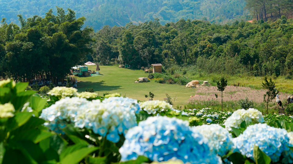 A scenic view of a grassy field surrounded by trees and mountains, with blooming hydrangeas in the foreground.