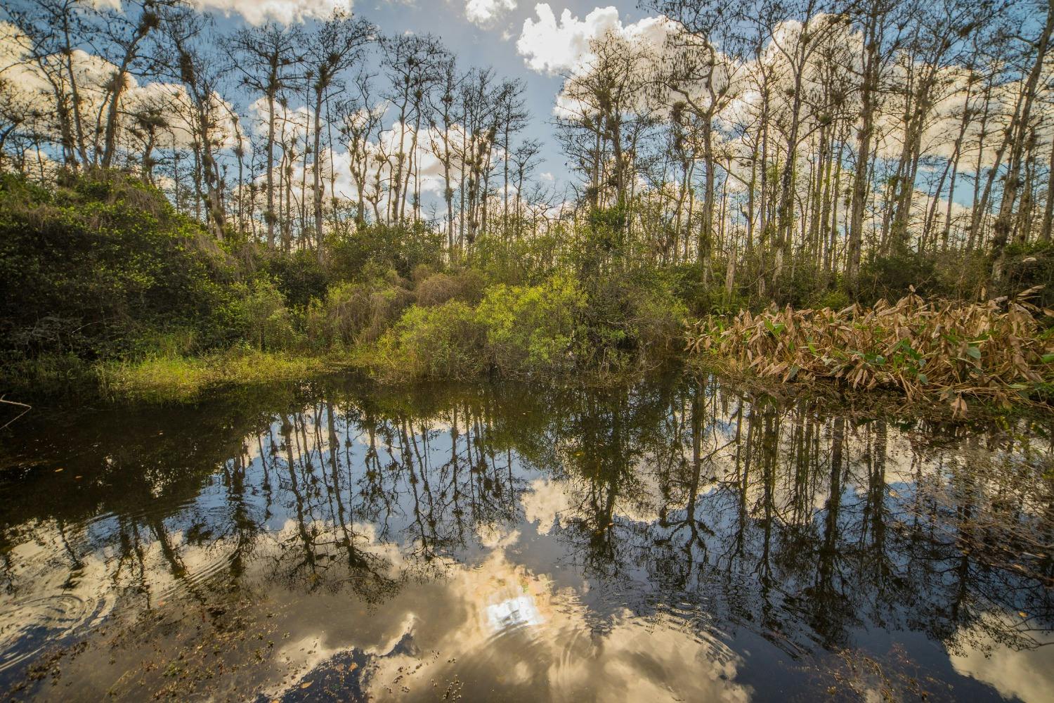 Big Cypress