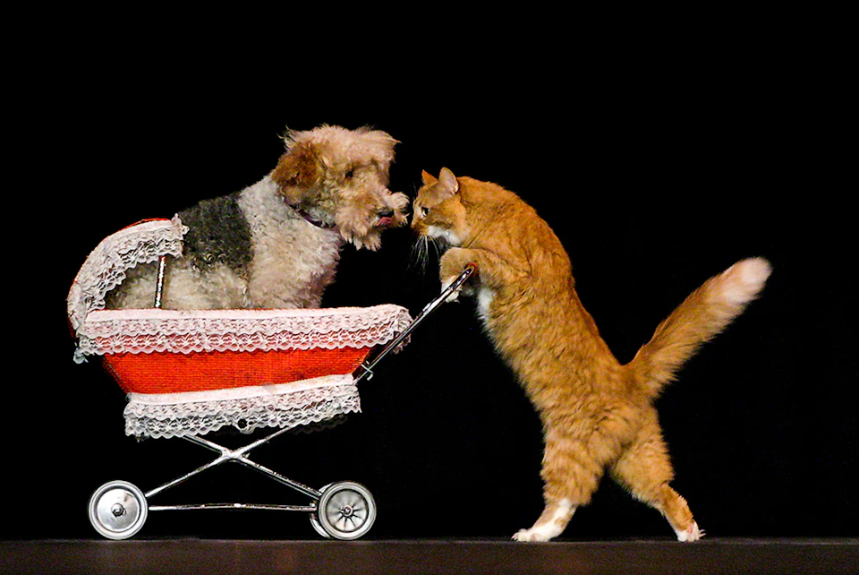 Show image