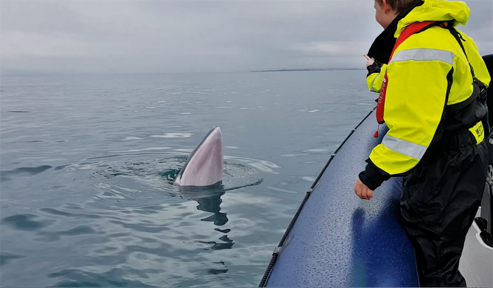 A whale partially emerges from the water near a small boat, with a person in a yellow jacket observing closely.