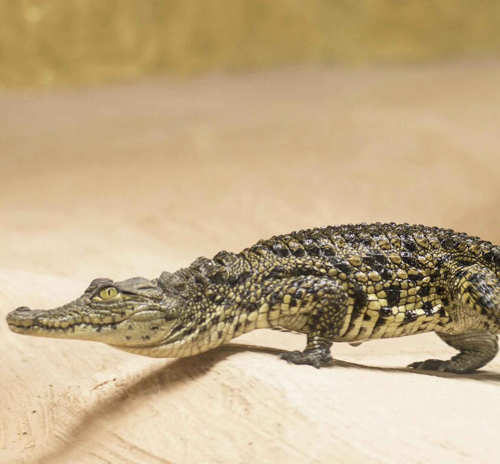 Маленький крокодил с грубой, узорчатой кожей стоит на песчаной поверхности на размытом желтоватом фоне.