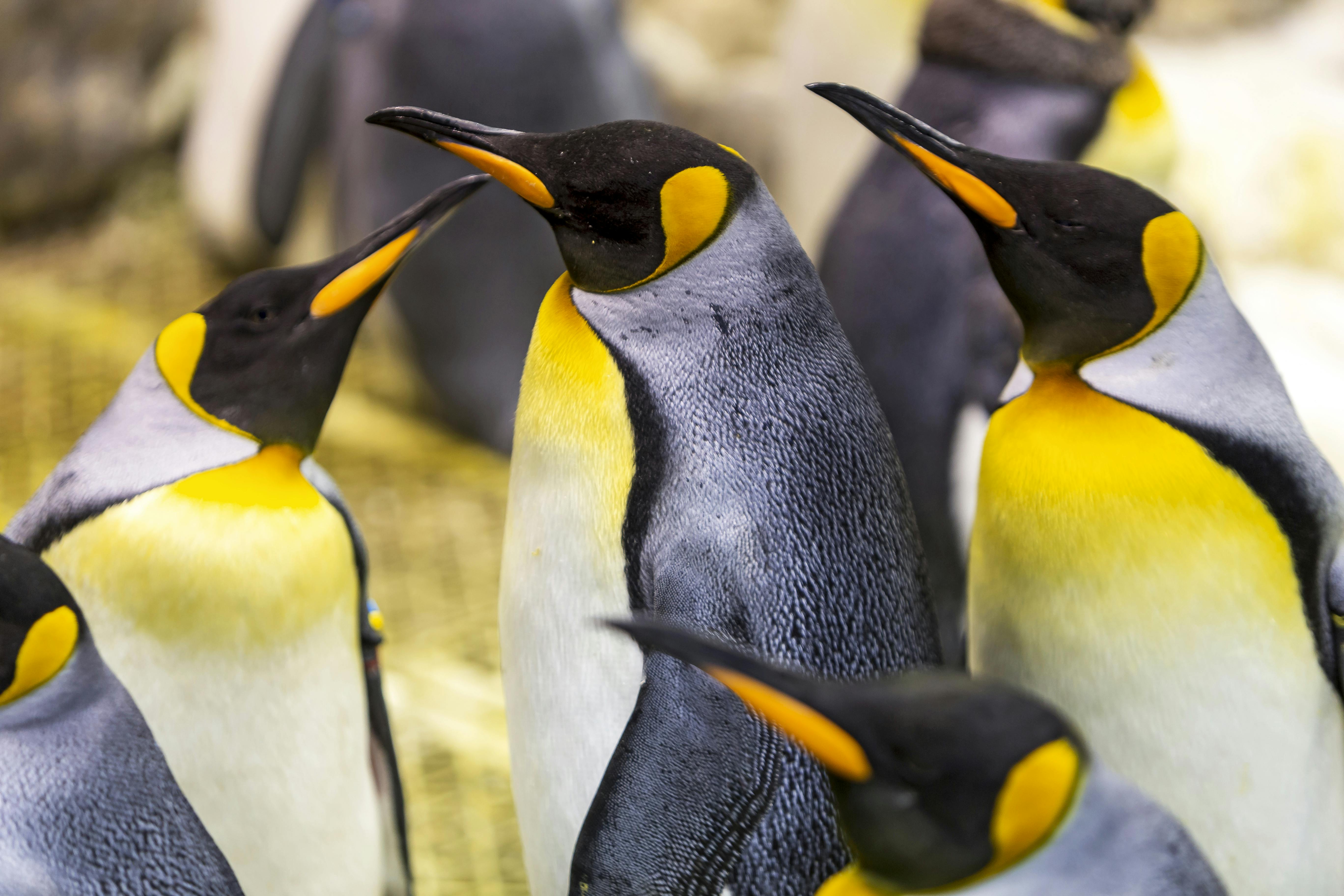가까이 서 있는 황제펭귄 무리. 머리와 목에는 노란색과 검은색의 색이 두드러집니다.