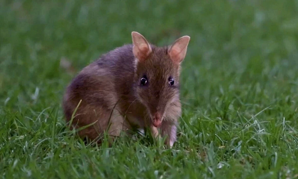 A small rodent with brown fur and big ears standing on green grass, looking towards the camera.