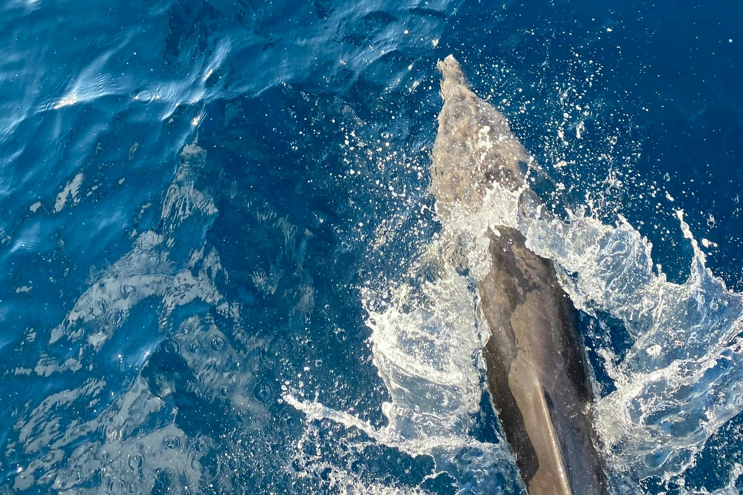 SATAYA Spinner Dolphins Marsa Alam