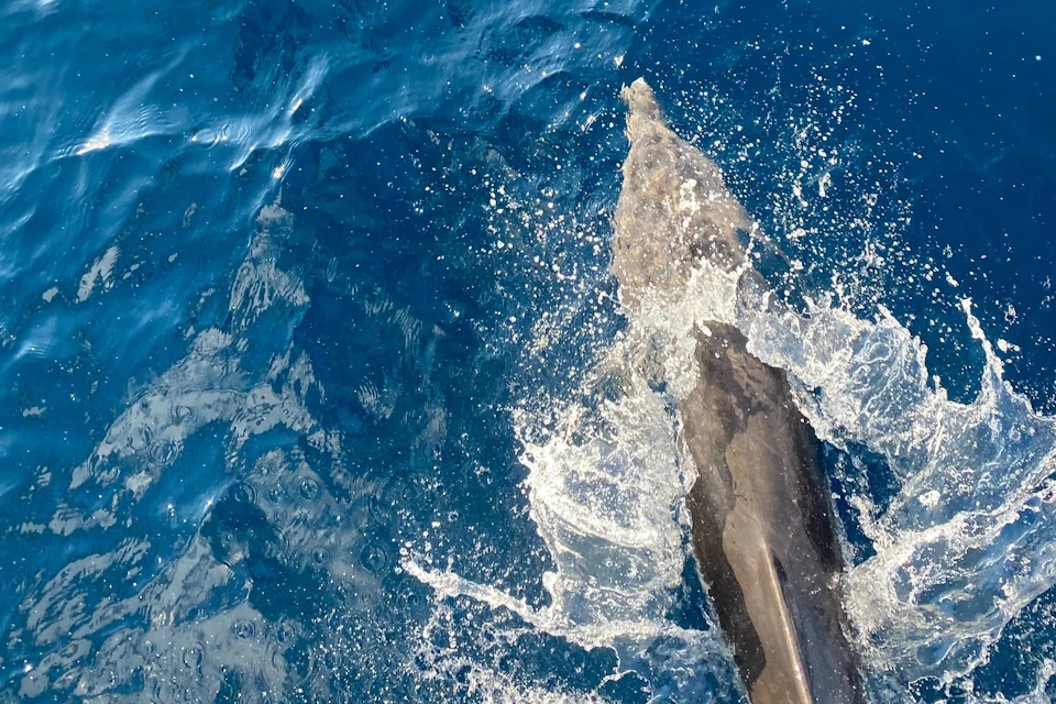 Sataya Spinner Dolphins Marsa Alam