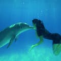 Incontro con il delfino