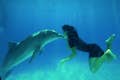 Møde med delfin