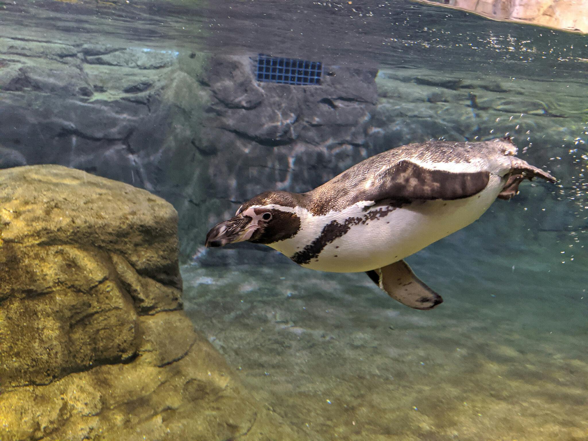 Um pinguim a nadar debaixo de água perto de uma rocha num habitat de águas límpidas com um fundo rochoso.