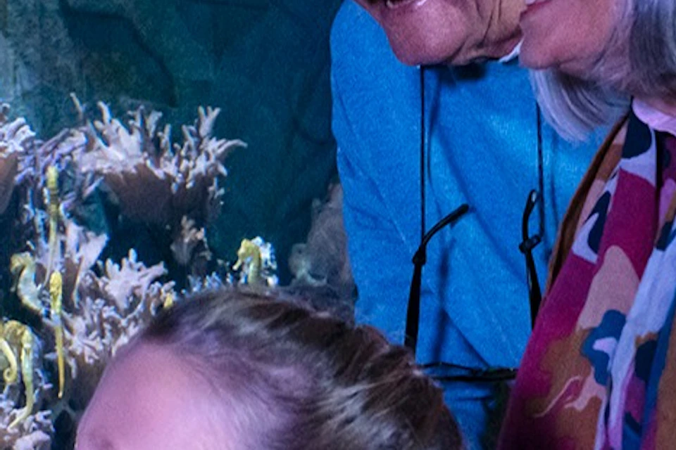 Two older adults and a young girl enjoy observing seahorses and coral in a large aquarium.