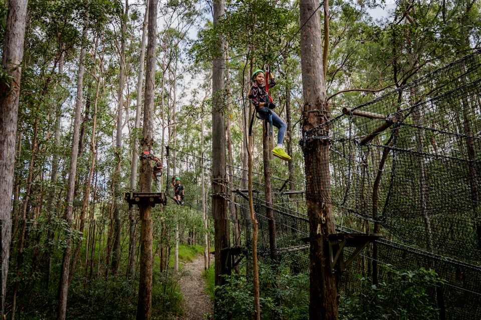 People wearing helmets and harnesses navigate a treetop ropes course in a dense forest.