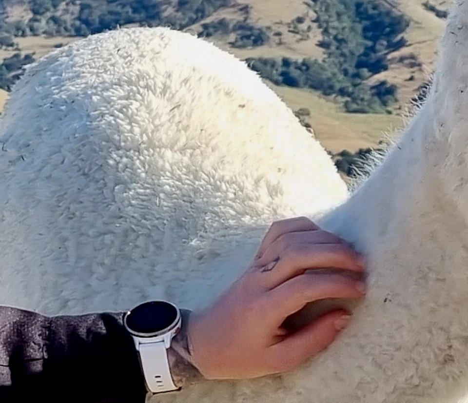 Two people sitting on grass, petting an alpaca in a sunny rural landscape with hills in the background.