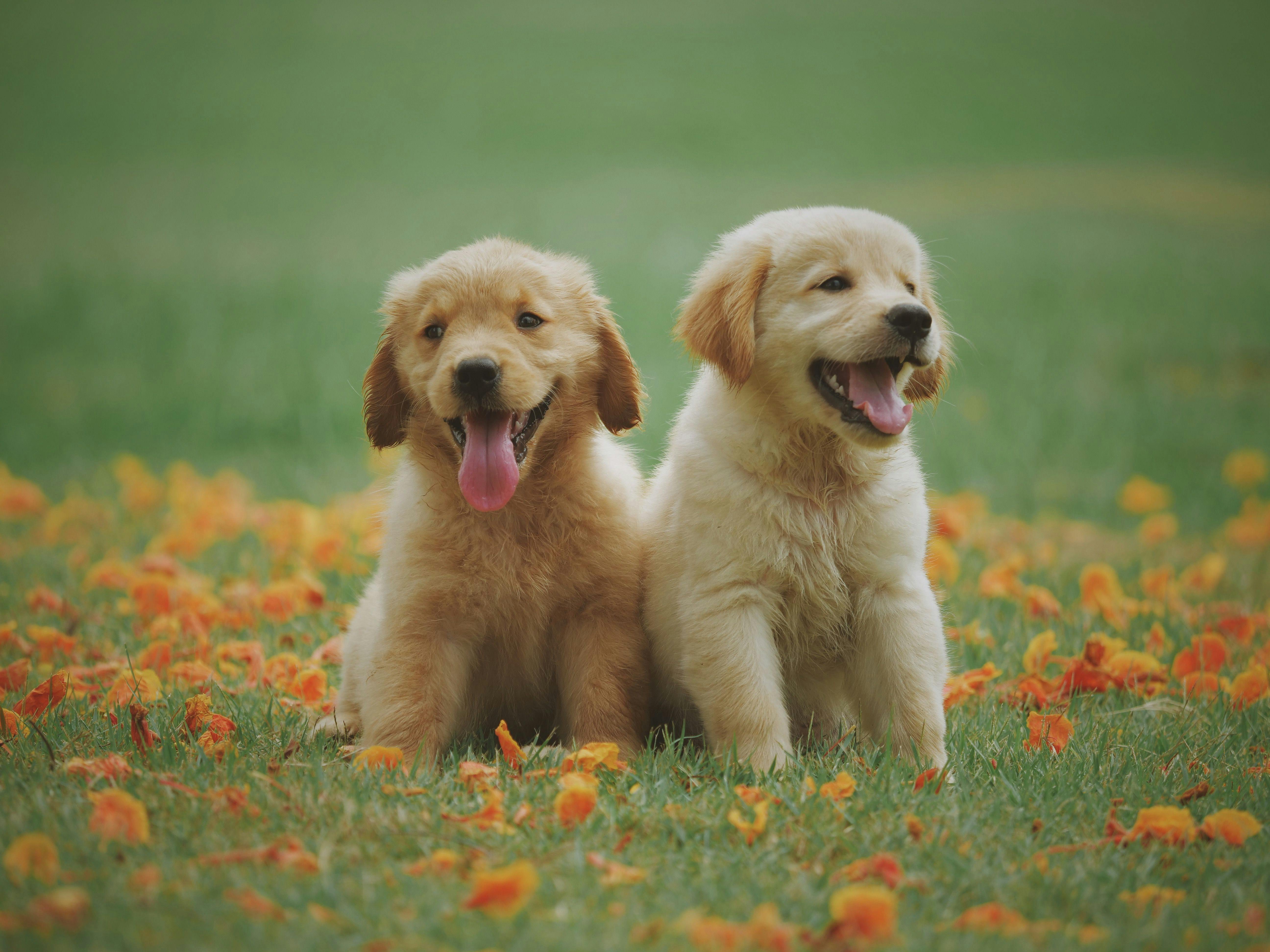 Two golden retriever puppies sitting on grass with orange flower petals scattered around, both looking happy.