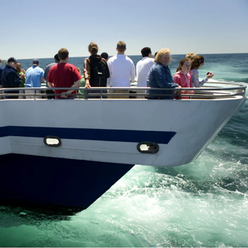 Boston Harbor Whale Watch Cruise